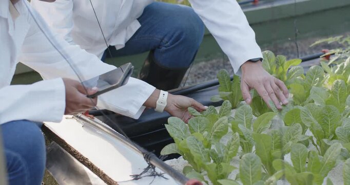 African American women kneeling at hydroponic bed holding tablet showing data, monitoring crop