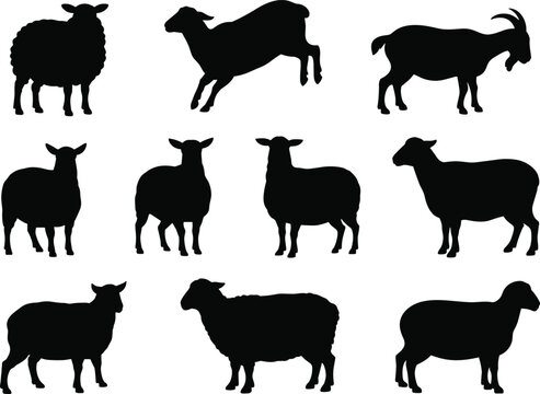 Set of sheep and goat silhouettes showing standing, jumping, and grazing poses for farming, livestock, and design projects
