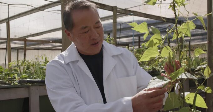 Senior Asian man wearing white lab coat reaching up after spotting leaf, inspecting vine attachment
