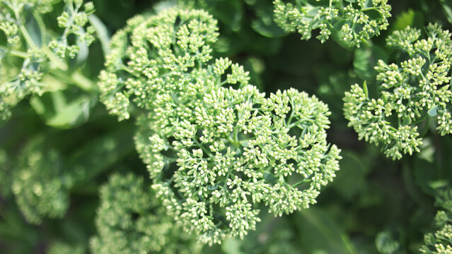 Green flower buds of sedum stonecrop plant close-up. Natural botanical foliage texture background with selective focus