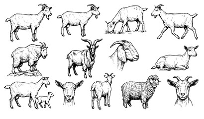 Fototapeta premium Goat Farm Animal Hand Drawn Black and White Vector Illustration