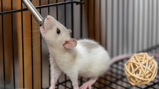 cute white and gray decorative rat dumbo drinks water from a drinking bowl. life of decorative rats, care and leisure. happy animals