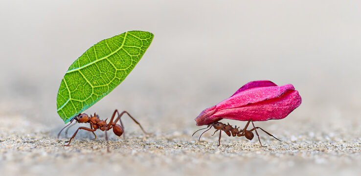 Close-up of Leaf-cutter ant (Acromyrmex sp.) carrying leaf at Botanical Garden of Deshaies - Caribbean island Guadeloupe