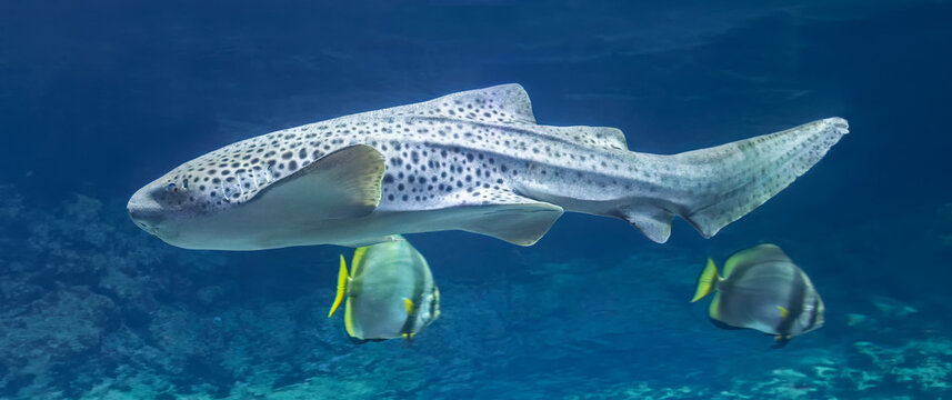 Close-up Side view of a Zebra shark (Stegostoma tigrinum)