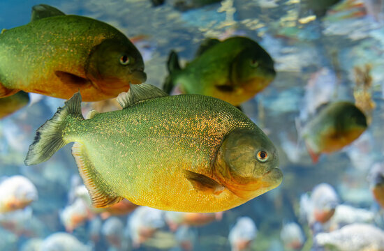 Close-up view of a school of Red Piranha (Pygocentrus nattereri)
