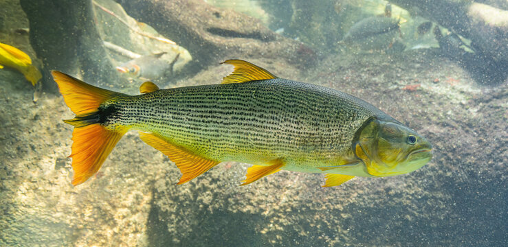 Close-up view of a golden dorado (Salminus brasiliensis)