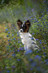 Obraz premium A photograph of a papillon in blue wildflowers.