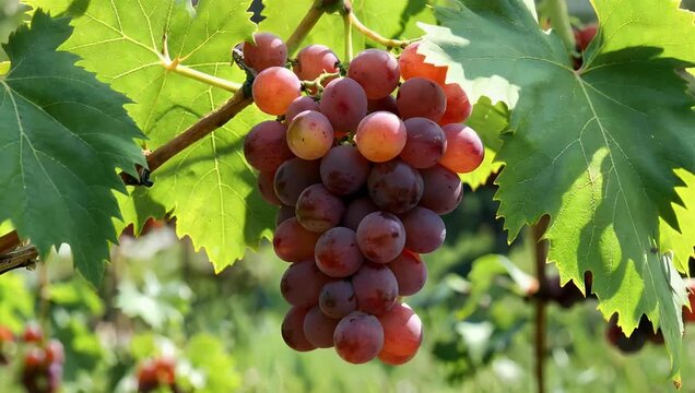 High resolution 4K footage of ripe bunch of red table grapes hanging on vine illuminated by sunlight highlighting color texture natural freshness agricultural food stock 