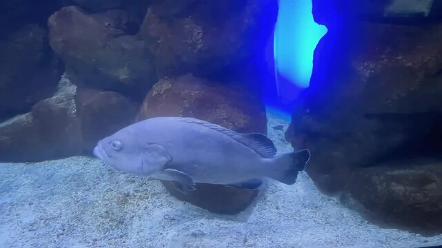 Dusky grouper swimming slowly through a rocky Mediterranean aquarium habitat. Concept of marine wildlife, underwater biodiversity and ocean conservation.