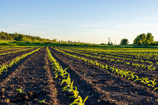Young corn plants stand in neat rows on dark soil under a clear sky during late afternoon. The sun casts soft light over the field