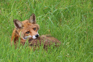 Fototapeta premium Rotfuchs / Red fox / Vulpes vulpes
