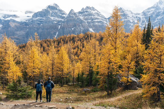 Tourists hiking in Larch Valley. Banff National Park, Canadian Rockies, Alberta, Canada. Golden yellow larch forest in Fall season. Valley of the Ten Peaks in the background.