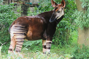オカピ © kosumi