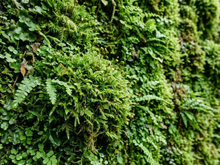 Obraz premium Detailed close up showing lush green moss growth on damp forest floor with intricate texture.