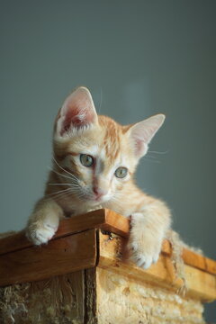 Adorable Orange and White Kitten Peeking Over Wooden Surface with Curious Expression