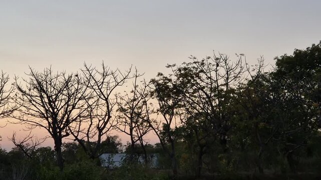 Silhouette of bare trees row against a beautiful twilight sunset sky
