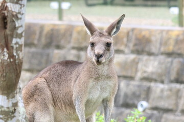 カンガルー © kosumi