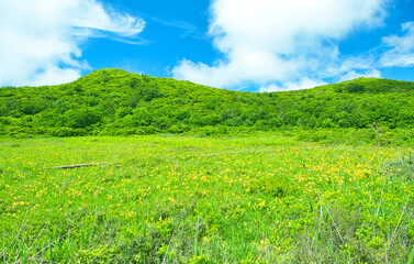 福島県耶麻郡北塩原村　雄国沼湿原に群生するニッコウキスゲ © TNK