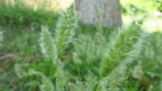 green grass in the wind, closeup video