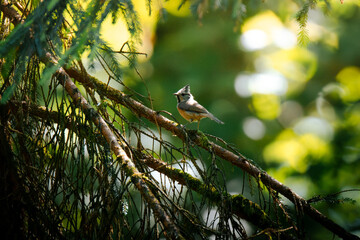 Crested tit (Lophophanes cristatus) perched on a moss-covered branch in a conifer forest © Luuk