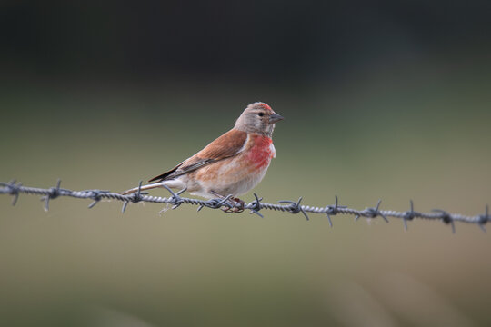 Male common linnet (Linaria cannabina) perched on barbed wire in the countryside
