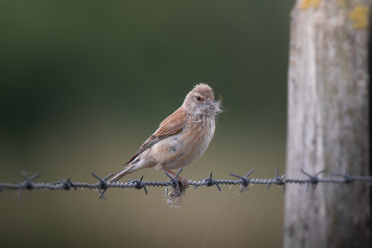 Female common linnet (Linaria cannabina) carrying nesting material on barbed wire