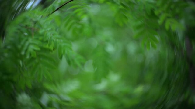 Rowan branches in windy forest with natural green background and swirly bokeh