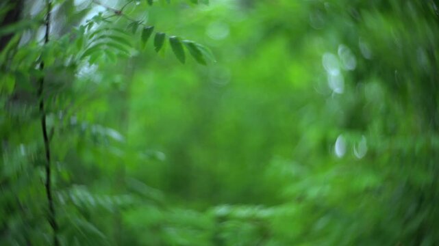 Rowan branches in windy forest with natural green background and swirly bokeh