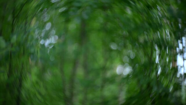 Rowan branches in windy forest with natural green background and swirly bokeh