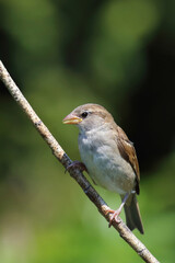 Obraz premium Haussperling / House sparrow / Passer domesticus