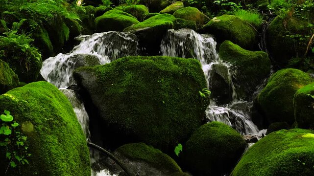 深緑の苔に覆われた岩肌を流れる清々しい渓流と美しい新緑のポートレート背景素材