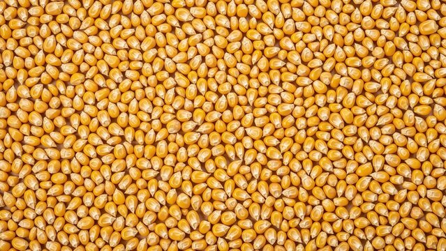 Golden corn kernels texture