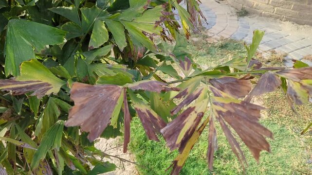 Brown Fishtail Palm Tree Leaves