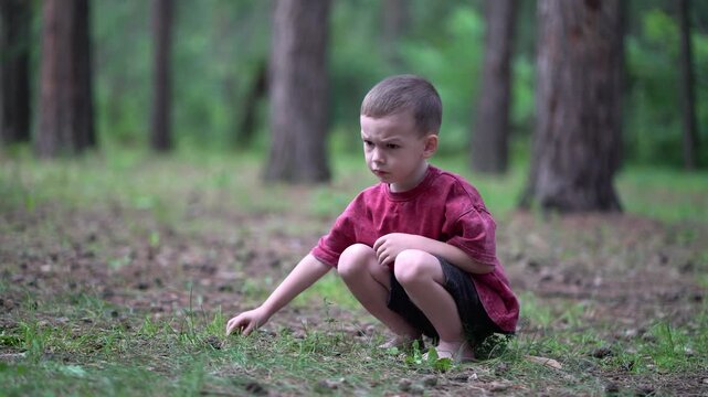 Little boy in red shirt collects and discards pinecones in green woodland. He squats on the forest ground, holds a cone and stares directly with focused expression.