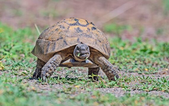 Testudo graeca (Greek tortoise or spur-thighed tortoise) is seen foraging in the Nemrut Crater Lake caldera.
