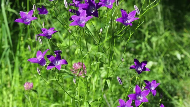 Beautiful 4K footage of vibrant purple wild bellflowers (Campanula) blooming in a natural summer meadow. Delicate violet blossoms gently sway in the breeze among green grasses