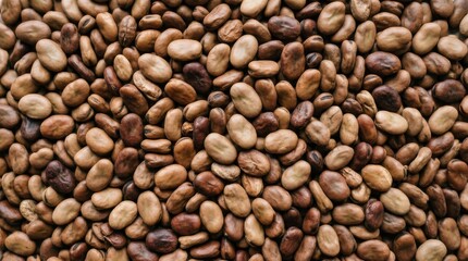 Fototapeta premium Full frame of dried fava beans