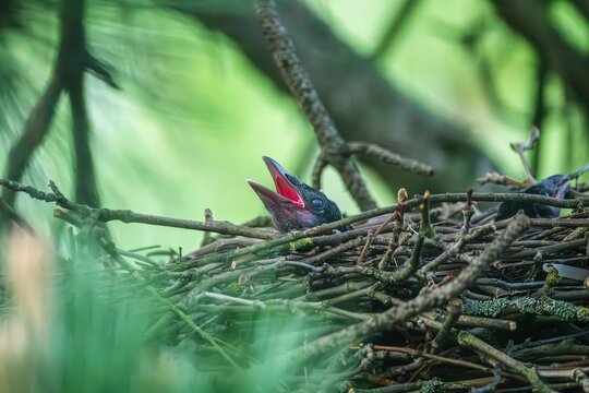 Rabenkr&auml;he mit offenem Schnabel im Nest