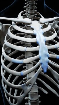Detailed 3D model of a human rib cage and sternum bone