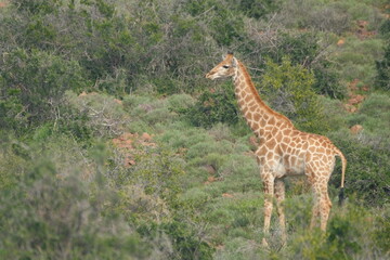Giraffe Standing in Dense African Bushveld © Johandre