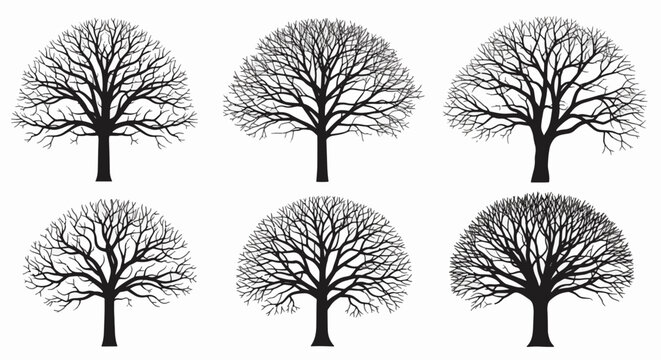 Set of six black leafless tree silhouettes isolated on white background. Detailed winter deciduous trees with bare branches and trunks for graphic design and landscape architecture.