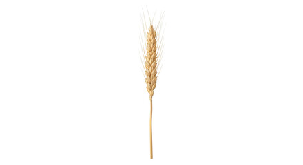 Single stalk of golden wheat with a detailed ear and stem against a white background © Sapphire
