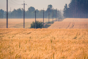Fototapeta premium Golden Wheat Field Ready for Harvest with Shallow Depth of Field | Ripe Grain Crop Landscape with Power Line Poles and Trees | Agricultural Countryside Scene