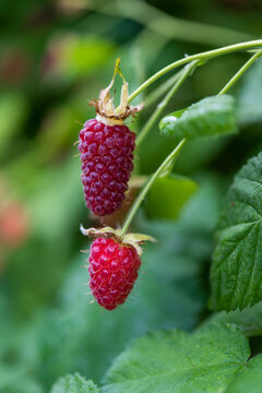 Two Ripe Raspberries with Raindrops in Macro View