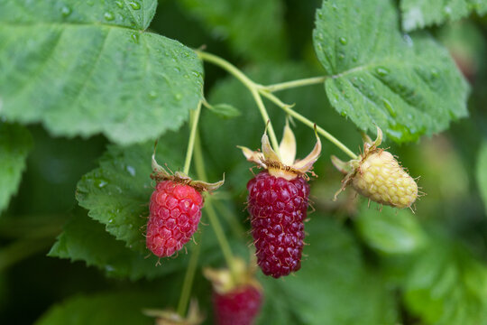 Fresh Raspberries at Different Ripening Stages After Rain