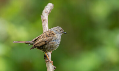 Fototapeta premium Portrait of a Dunnock Hedge Sparrow Perched on a Branch With Green Bokeh Background