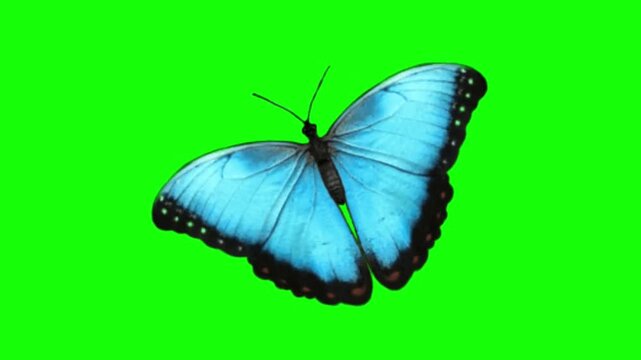 Beautiful Blue Morpho Butterfly Flapping Wings on Green Screen Chroma Key, Realistic Insect Animation Loop Video