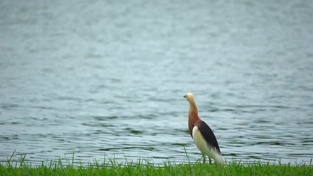 Javan Pond Heron Bird Looking Something Standing on the Green Grass Beside the River Background