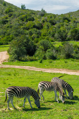 Zebra herd on safari in South Africa © Evgeny Karandaev