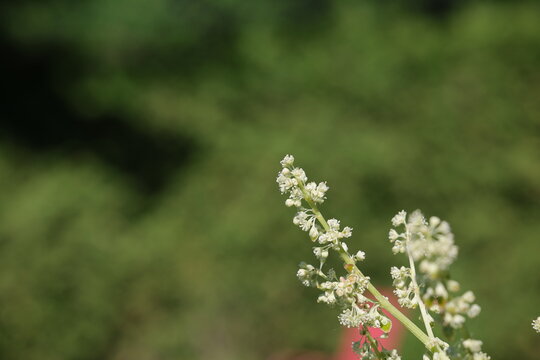 Jolies fleurs de rhubarbe blanche